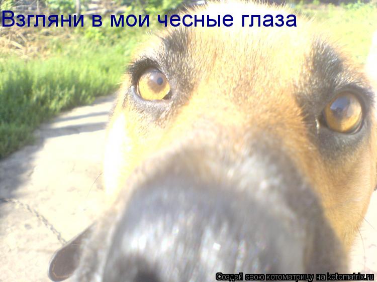 Взгляни в мои чесные глаза... Котоматрица: Взгляни в мои чесные глаза