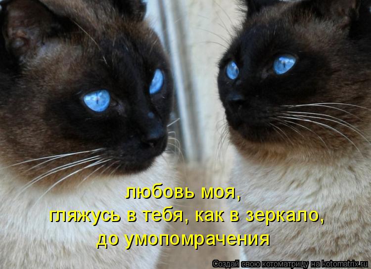 гляжусь в тебя, как в зеркало, до умопомрачения любовь моя,... Котоматрица: гляжусь в тебя, как в зеркало, до умопомрачения любовь моя,