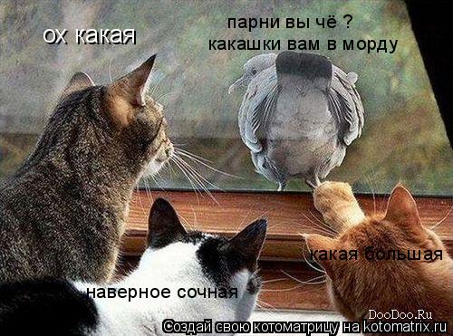 Котоматрица: ох какая  наверное сочная какая большая парни вы чё ? какашки вам в морду