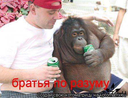 Котоматрица: братья по разуму
