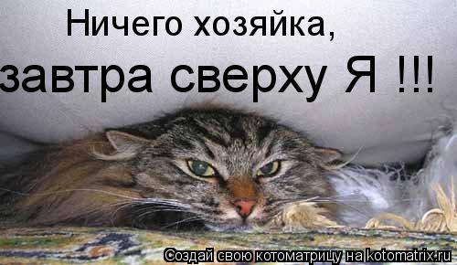 Ничего хозяйка, завтра сверху Я !!!... Котоматрица: Ничего хозяйка, завтра сверху Я !!!