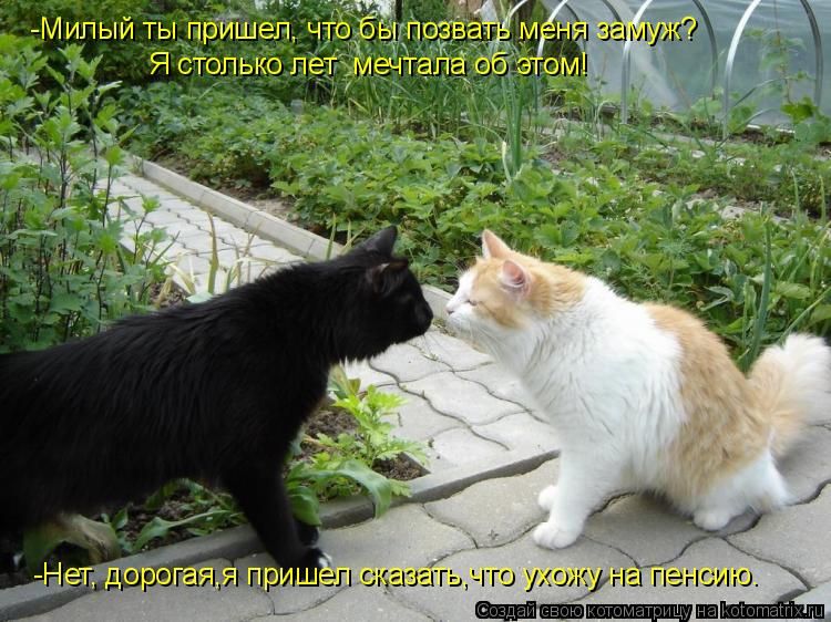 -Милый ты пришел, что бы позвать меня замуж? Я столько лет мечтала об этом! -Нет, дорогая,я пришел ... Котоматрица: -Милый ты пришел, что бы позвать меня замуж? Я столько лет мечтала об этом! -Нет, дорогая,я пришел сказать,что ухожу на пенсию.