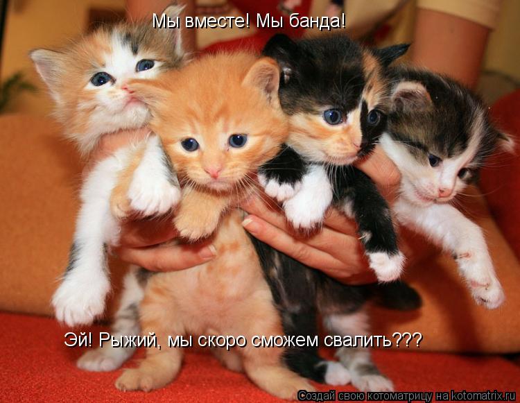 Мы вместе! Мы банда! Эй! Рыжий, мы скоро сможем свалить???... Котоматрица: Мы вместе! Мы банда! Эй! Рыжий, мы скоро сможем свалить???
