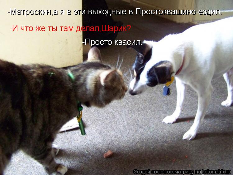 -Матроскин,а я в эти выходные в Простоквашино ездил. -И что же ты там делал,Шарик? -Просто квасил.... Котоматрица: -Матроскин,а я в эти выходные в Простоквашино ездил. -И что же ты там делал,Шарик? -Просто квасил.