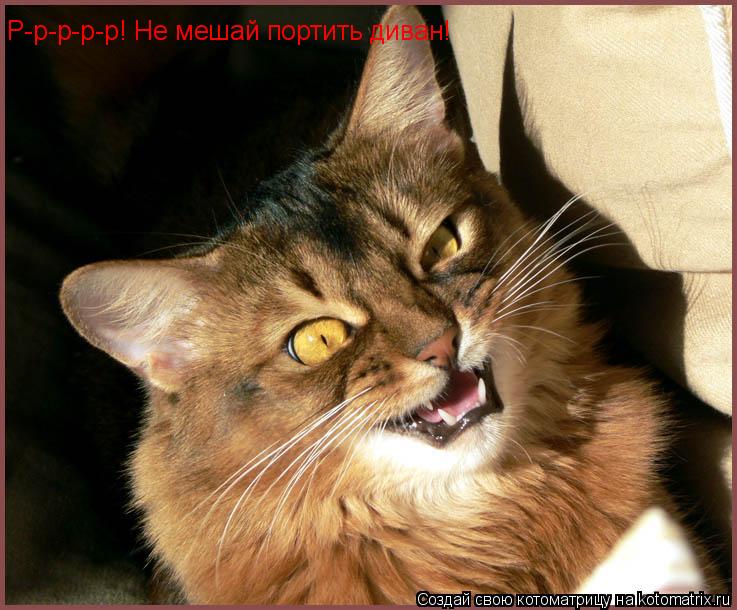 Р-р-р-р-р! Не мешай портить диван!... Котоматрица: Р-р-р-р-р! Не мешай портить диван!