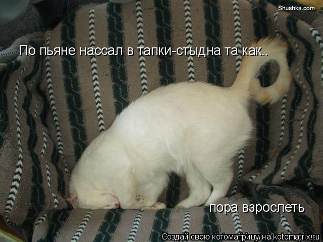 Котоматрица: пора взрослеть