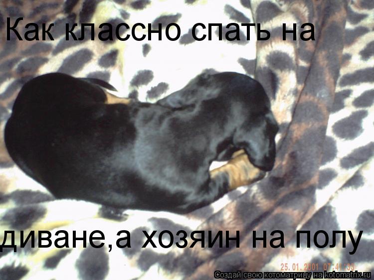 Как классно спать на диване,а хозяин на полу... Котоматрица: Как классно спать на диване,а хозяин на полу