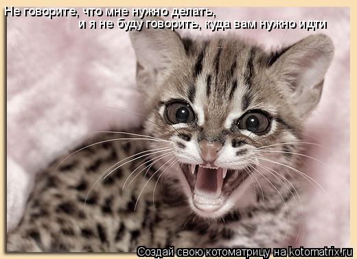 Не говорите, что мне нужно делать, и я не буду говорить, куда вам нужно идти... Котоматрица: Не говорите, что мне нужно делать, и я не буду говорить, куда вам нужно идти