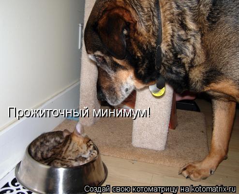 Прожиточный минимум!... Котоматрица: Прожиточный минимум!