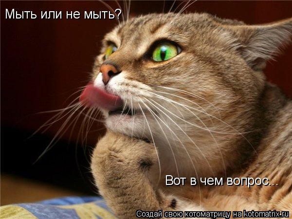 Мыть или не мыть? Вот в чем вопрос...... Котоматрица: Мыть или не мыть? Вот в чем вопрос...