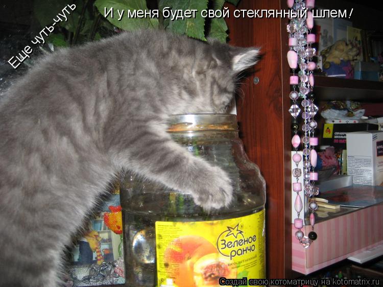 Еще чуть-чуть И у меня будет свой стеклянный шлем !... Котоматрица: Еще чуть-чуть И у меня будет свой стеклянный шлем !