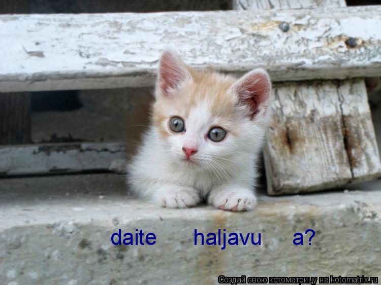 Котоматрица: daite      haljavu     a?