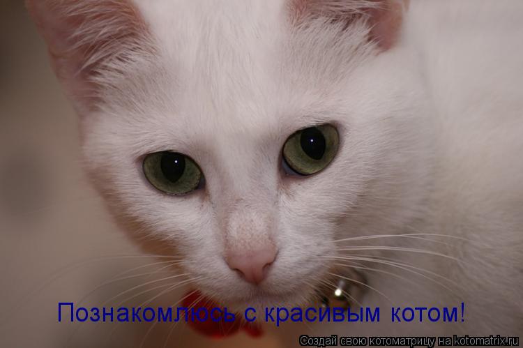 Познакомлюсь с красивым котом!... Котоматрица: Познакомлюсь с красивым котом!