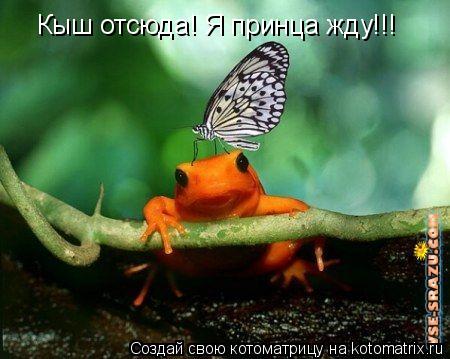 Кыш отсюда! Я принца жду!!!... Котоматрица: Кыш отсюда! Я принца жду!!!