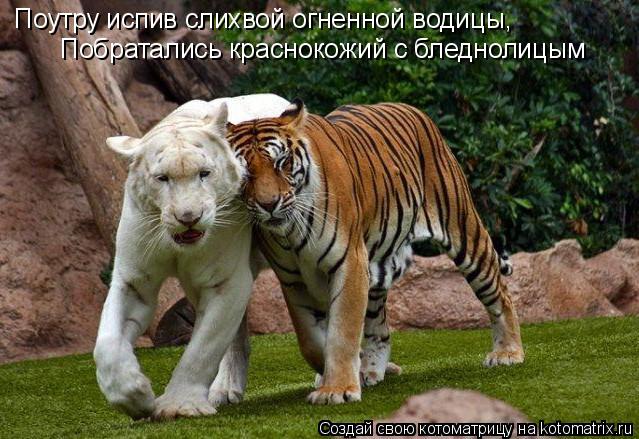 Котоматрица: Поутру испив слихвой огненной водицы, Побратались краснокожий с бледнолицым