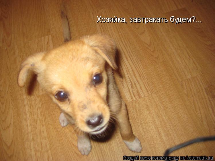 Хозяйка, завтракать будем?...... Котоматрица: Хозяйка, завтракать будем?...