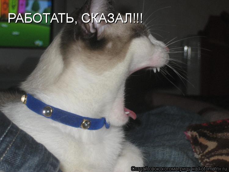 Котоматрица: РАБОТАТЬ, СКАЗАЛ!!!