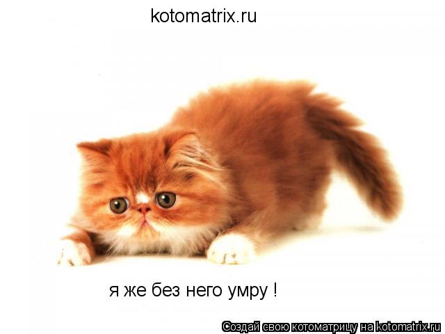 Котоматрица: kotomatrix.ru я же без него умру !