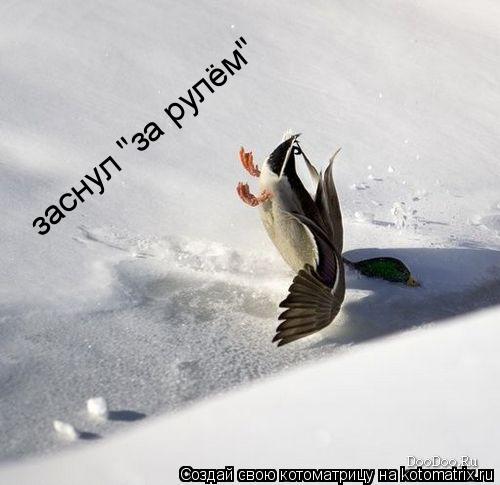 Котоматрица: заснул "за рулём"