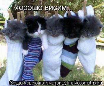 хорошо висим...... Котоматрица: хорошо висим...