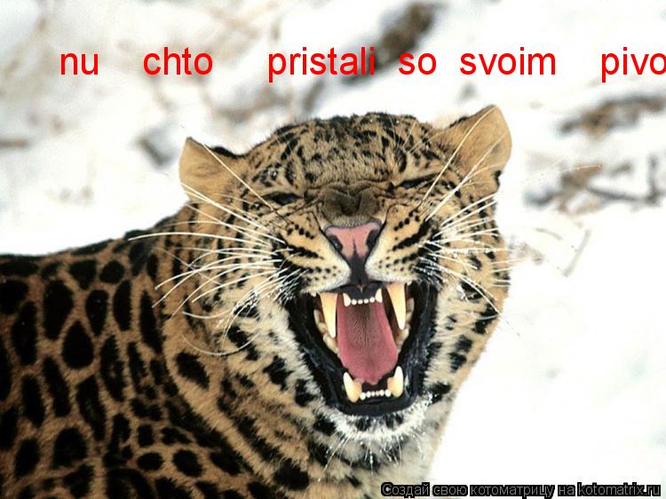 Котоматрица: nu    chto     pristali  so  svoim    pivom!?