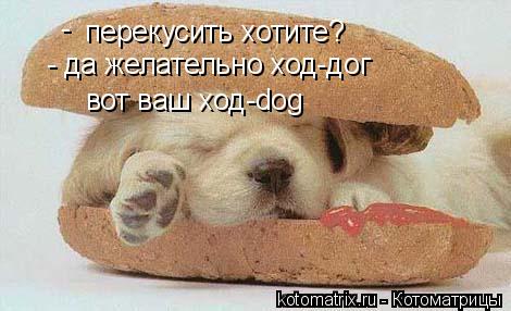 перекусить хотите? - - да желательно ход-дог вот ваш ход-dog... Котоматрица: перекусить хотите? - - да желательно ход-дог вот ваш ход-dog