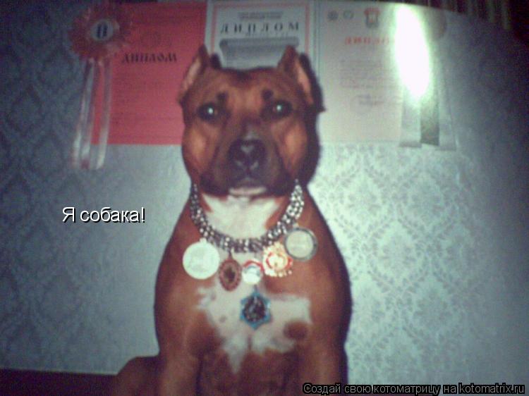 Я собака!... Котоматрица: Я собака!