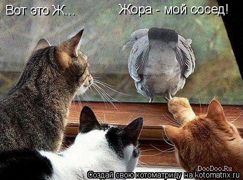 Вот это Ж... Жора - мой сосед!... Котоматрица: Вот это Ж... Жора - мой сосед!