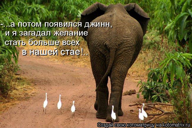 Котоматрица: -...а потом появился джинн,  и я загадал желание  стать больше всех  в нашей стае!..
