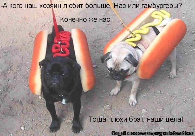 -Тогда плохи брат, наши дела! -Конечно же нас! -А кого наш хозяин любит больше, Нас или гамбургеры?... Котоматрица: -Тогда плохи брат, наши дела! -Конечно же нас! -А кого наш хозяин любит больше, Нас или гамбургеры?