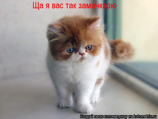 Ща я вас так замачкарю век валяться будите Ща я вас так замачкарю... Котоматрица: Ща я вас так замачкарю век валяться будите Ща я вас так замачкарю
