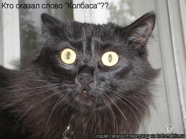 Котоматрица: Кто сказал слово "Колбаса"??