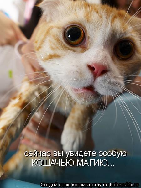сейчас вы увидете особую КОШАЧЬЮ МАГИЮ...... Котоматрица: сейчас вы увидете особую КОШАЧЬЮ МАГИЮ...