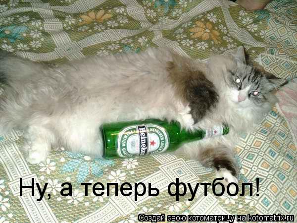 Котоматрица: Ну, а теперь футбол!