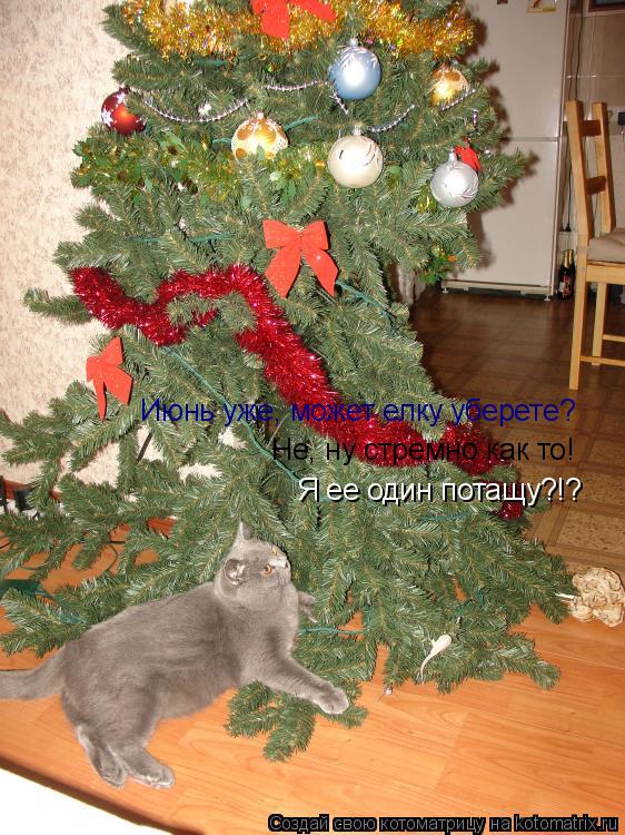 Июнь уже, может елку уберете? Не, ну стремно как то! Я ее один потащу?!?... Котоматрица: Июнь уже, может елку уберете? Не, ну стремно как то! Я ее один потащу?!?