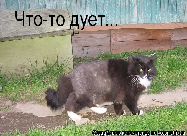 Котоматрица: Что-то дует...