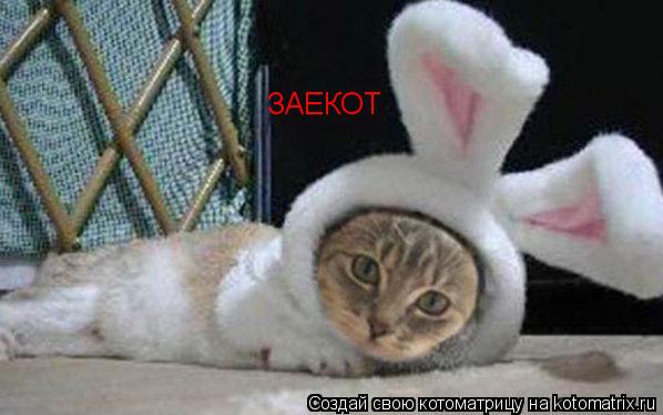 Котоматрица: ЗАЕКОТ