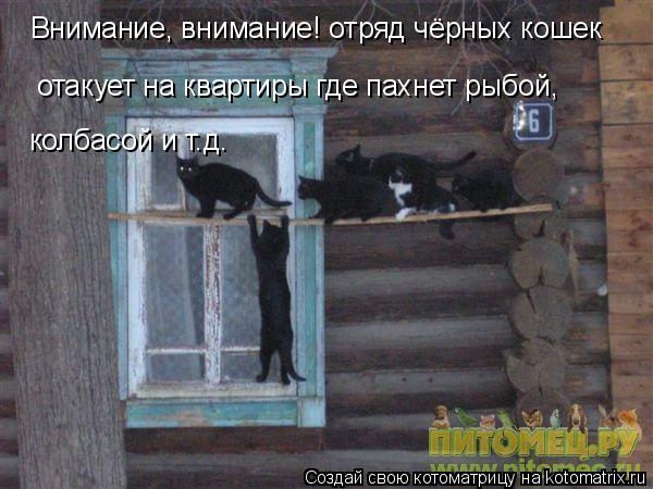 Внимание, внимание! отряд чёрных кошек отакует на квартиры где пахнет рыбой, колбасой и т.д.... Котоматрица: Внимание, внимание! отряд чёрных кошек отакует на квартиры где пахнет рыбой, колбасой и т.д.
