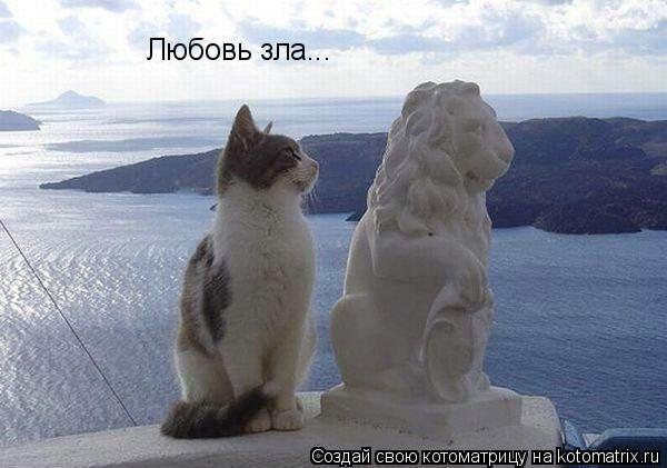 Любовь зла...... Котоматрица: Любовь зла...