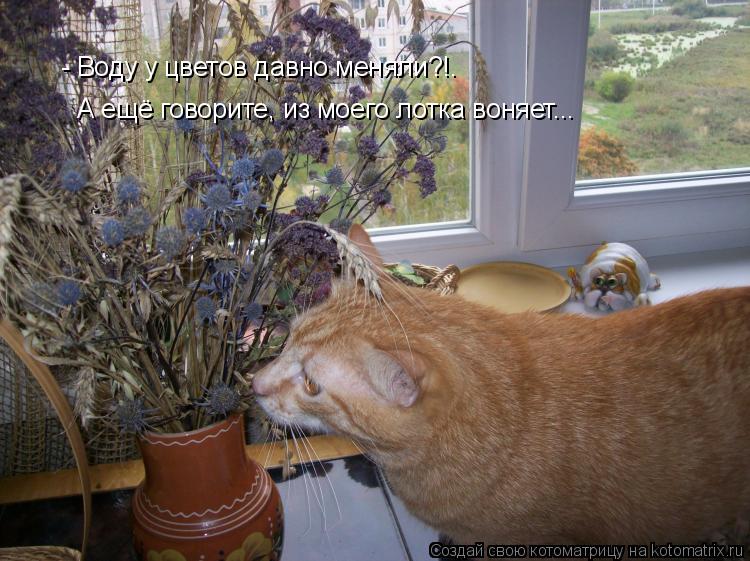 - Воду у цветов давно меняли?!. А ещё говорите, из моего лотка воняет...... Котоматрица: - Воду у цветов давно меняли?!. А ещё говорите, из моего лотка воняет...