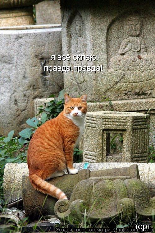 я всё склею! правда правда! торт... Котоматрица: я всё склею! правда правда! торт