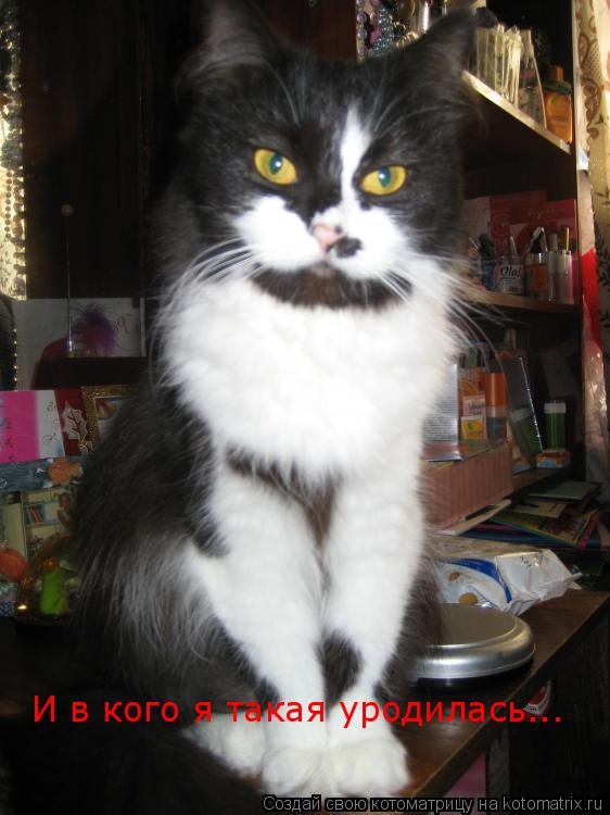И в кого я такая уродилась...... Котоматрица: И в кого я такая уродилась...