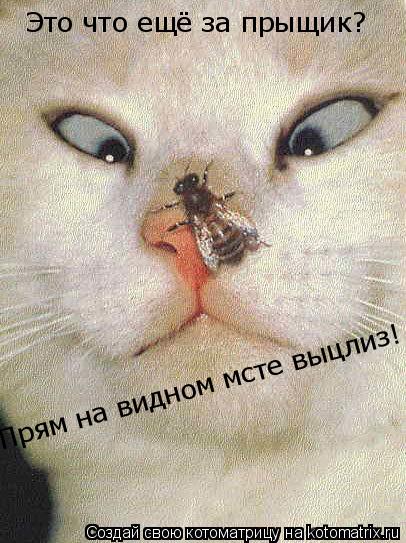 Это что ещё за прыщик? Прям на видном мсте выцлиз!... Котоматрица: Это что ещё за прыщик? Прям на видном мсте выцлиз!