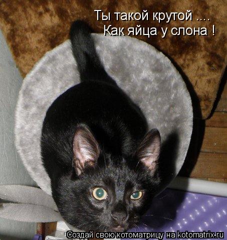 Котоматрица: Ты такой крутой .... Как яйца у слона !