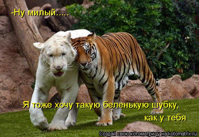 -Ну милый..... Я тоже хочу такую беленькую шубку, как у тебя... Котоматрица: -Ну милый..... Я тоже хочу такую беленькую шубку, как у тебя