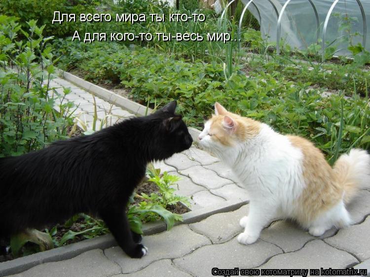 Для всего мира ты кто-то А для кого-то ты-весь мир...... Котоматрица: Для всего мира ты кто-то А для кого-то ты-весь мир...
