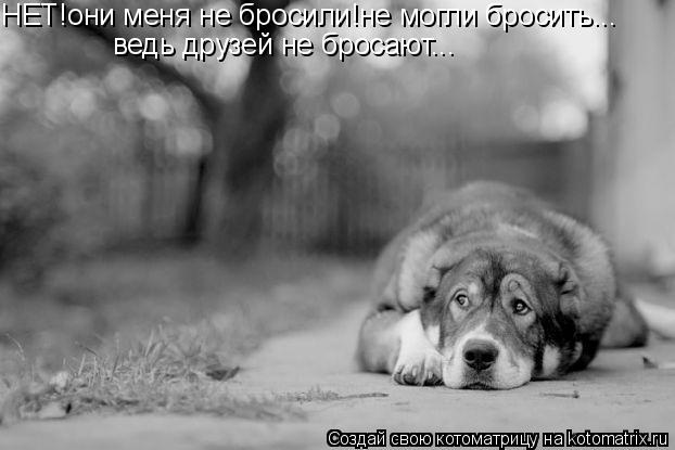 НЕТ!они меня не бросили!не могли бросить... ведь друзей не бросают...... Котоматрица: НЕТ!они меня не бросили!не могли бросить... ведь друзей не бросают...