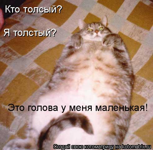 Котоматрица: Кто толсый? Я толстый? Это голова у меня маленькая!