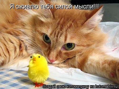Я оживлю тебя силой мысли!!!... Котоматрица: Я оживлю тебя силой мысли!!!