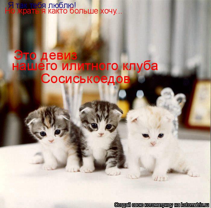 Я так тебя люблю! Но жрать я както больше хочу... Это девиз нашего илитного клуба Сосиськоедов... Котоматрица: Я так тебя люблю! Но жрать я както больше хочу... Это девиз нашего илитного клуба Сосиськоедов